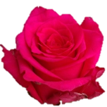 Hot Explorer Rose d'Equateur Ethiflora